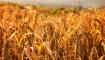 一和推动太行红苗谷小米产业发展，为当地农民增收致富“鼓腰包”