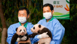 在韩国出生大熊猫双胞胎“睿宝”“辉宝”与公众见面